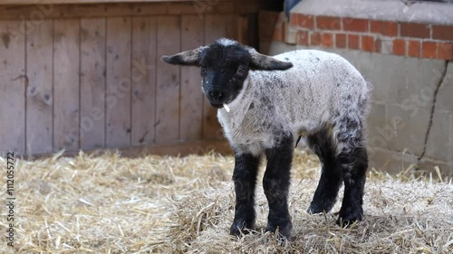 Cute blackface and legs lamb chewing a single straw in the barn.