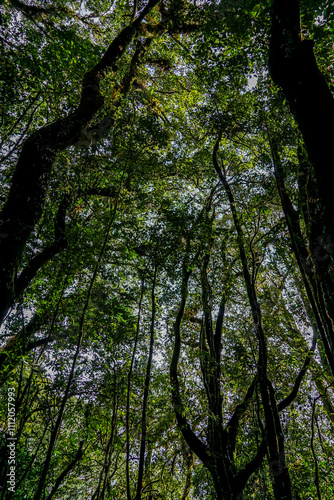 Exploring tall canopy trees in lush rainforest nature photography vertical perspective wilderness adventure