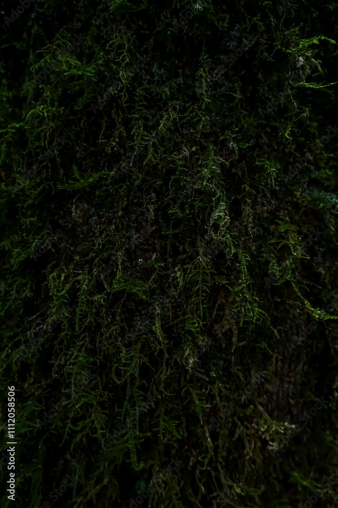 Exploring the enigmatic forest moss nature's canvas close-up image lush environment macro viewpoint serenity in nature Exploring the enigmatic forest moss nature's canvas close-up image lush environment macro viewpoint serenity in nature
