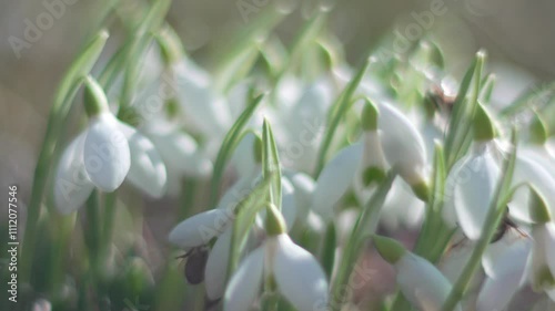 Wallpaper Mural Snowdrops, flower, spring. White snowdrops bloom in garden, early spring, signaling end of winter. Slow motion, close up, soft focus Torontodigital.ca