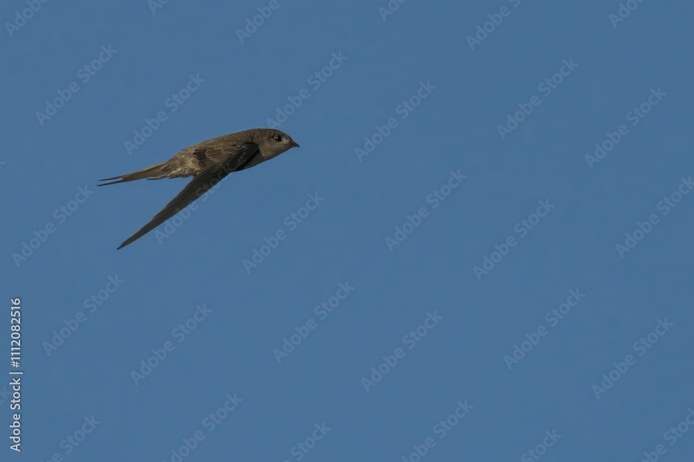 Fototapeta premium Swift bird soaring in a clear blue sky.