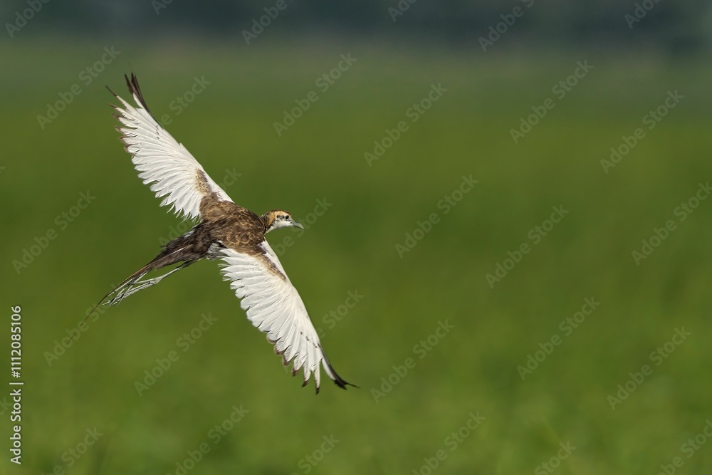 Pheasant-tailed jacana in flight