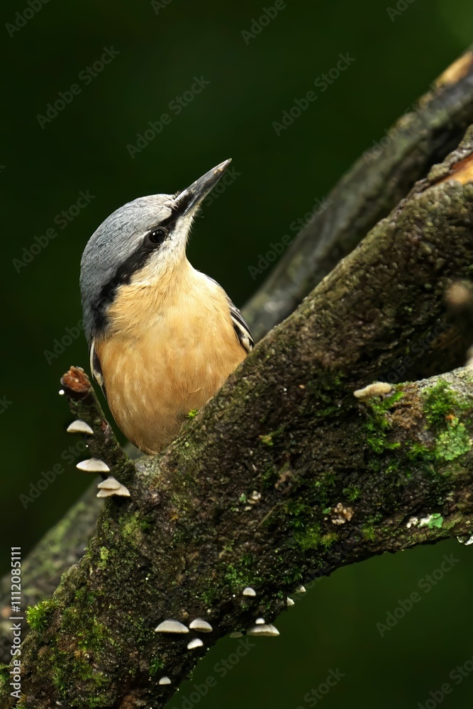 Naklejka premium Nuthatch on a mossy branch with mushrooms.