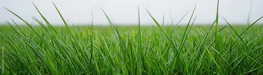 Rain falling softly on the tall grass of the savannah, a peaceful moment with distant thunder rumbling, and the smell of fresh earth, Savannah tall grass rain Rain falling softly on the tall grass of the savannah, a peaceful moment with distant thunder rumbling, and the smell of fresh earth, Savannah tall grass rain