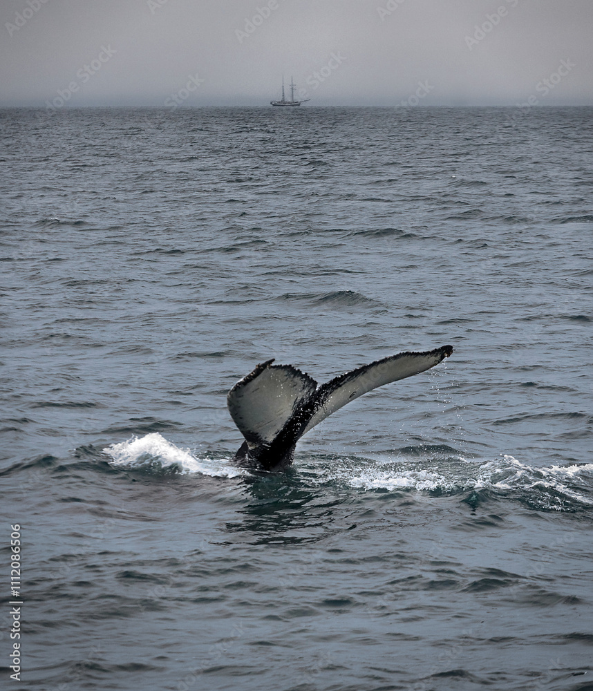 Fototapeta premium Whale tail with sailing ship on the horizon