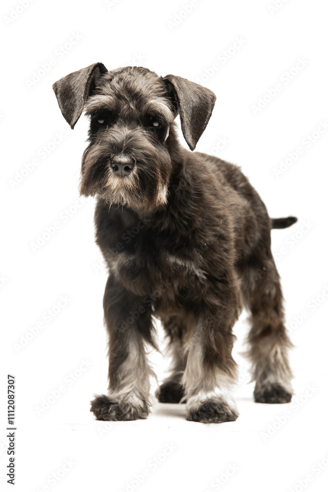Miniature Schnauzer puppy on white background Miniature Schnauzer puppy on white background