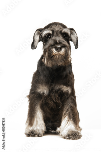 Miniature Schnauzer puppy on white background