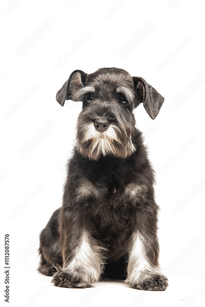 Miniature Schnauzer puppy on white background Miniature Schnauzer puppy on white background