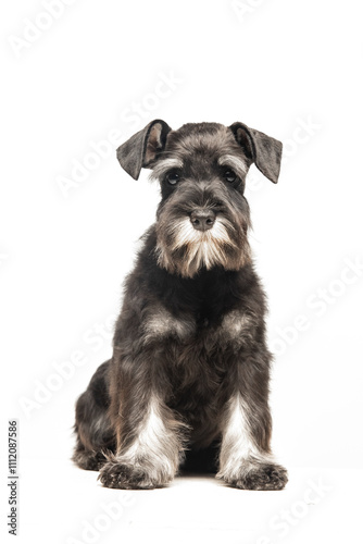 Miniature Schnauzer puppy on white background