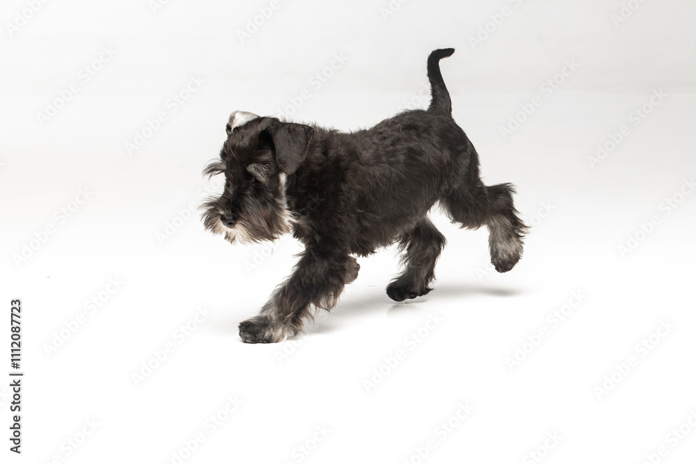 Miniature Schnauzer puppy on white background Miniature Schnauzer puppy on white background