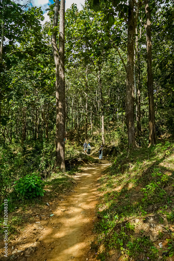 Explorers discover serene forest trail nature retreat lush greenery peaceful setting inviting journey for nature lovers Explorers discover serene forest trail nature retreat lush greenery peaceful setting inviting journey for nature lovers