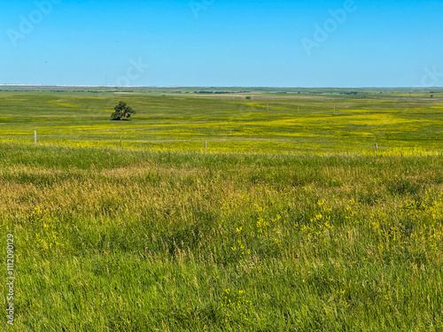 Fotografija A solitary tree in the vast open landscape in the Great Plains prairie grassland