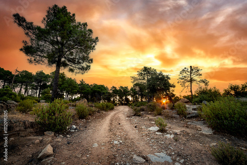 Amanece en el camino tras los pinos photo