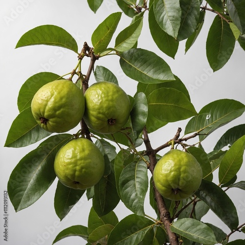 Amrood, commonly known as guava, is a tropical fruit that is loved for its distinctive aroma and sweet, tangy flavor. It has a round or oval shape, with a green or yellowish skin that may be smooth. photo