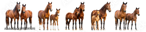 Pack PNG of featuring a horse alongside a mare isolated set against a white background