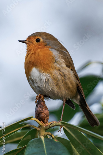European robin (Erithacus rubecula), known simply as the robin or robin redbreast