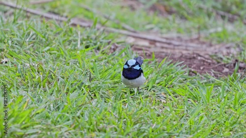 4k video, Superb fairywren bird, Malurus cyaneus, male blue breeding plumage, green grass ground, isolated single close closeup detail, color colour, native Australian wren