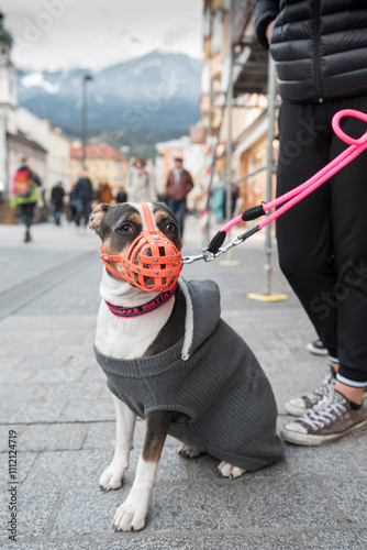 Staffordshire Terrier Wearing a Red Muzzle and Gray Sweater on Leash in Urban Street Scene