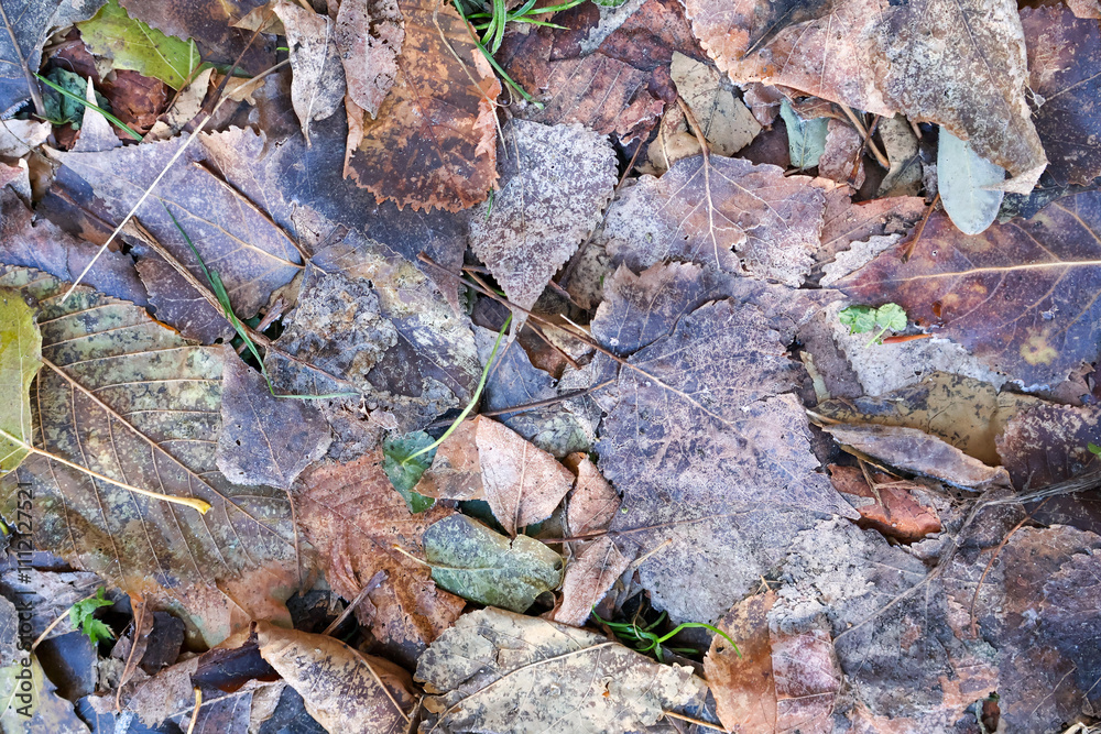 Fallen Autumn Leaves with Natural Decay. Close-up of weathered autumn leaves on the forest floor, showcasing natural textures, colors, and the transition of seasons. Fallen Autumn Leaves with Natural Decay. Close-up of weathered autumn leaves on the forest floor, showcasing natural textures, colors, and the transition of seasons.