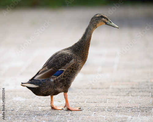 Indian runner duck on farm yard