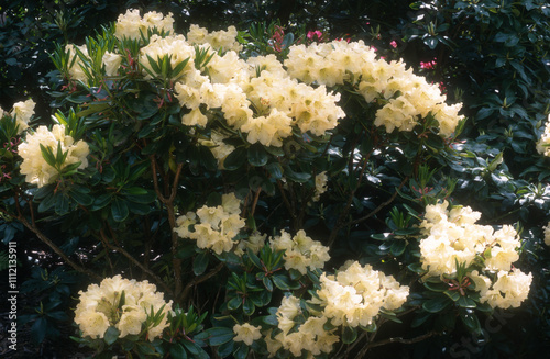 Rhododendron, Rhododendron x  'Odee Wright'