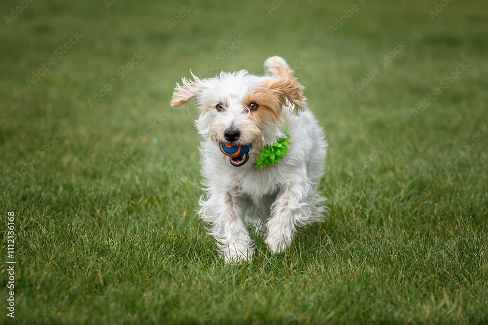 Jack Russell Terrier on Windsor Long Walk running with her ball