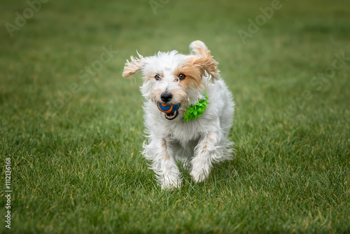 Obraz na płótnie Jack Russell Terrier on Windsor Long Walk running with her ball w salonie