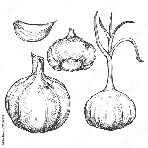 Garlic sketch ink graphic illustration, draft silhouette drawing, black on white line art. Botanical vintage etching food design.