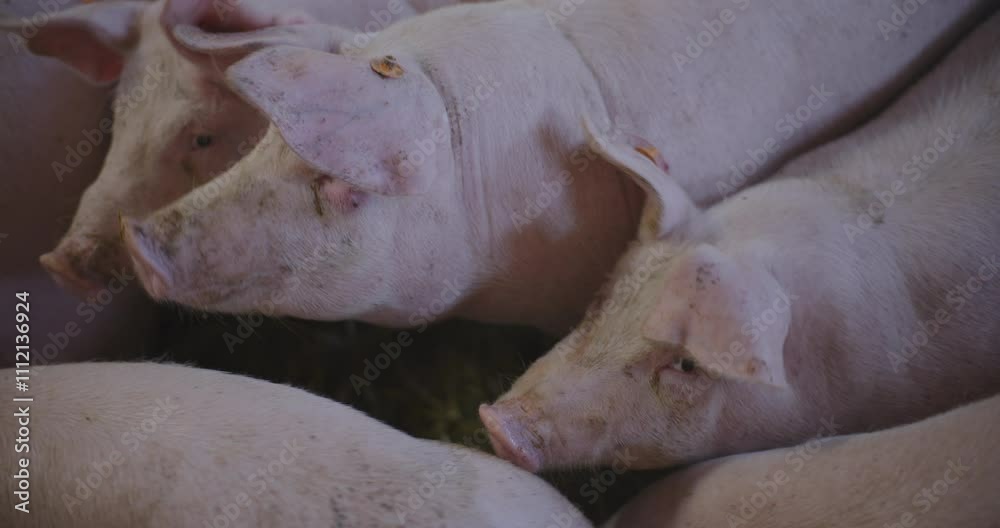 Farming Swine Grazing in Natural Habitat for Pork Market Farming Swine Grazing in Natural Habitat for Pork Market