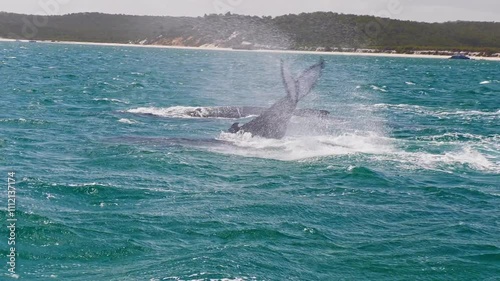 4K video, Humpback whale tail on ocean water surface, Hervey Bay K'gari Fraser Island, Queensland Australia	