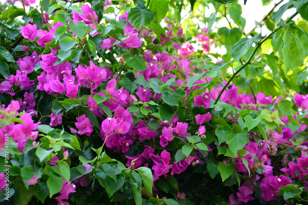 a close up of a plant of bougainvillea with purple flowers that is blooming a close up of a plant of bougainvillea with purple flowers that is blooming