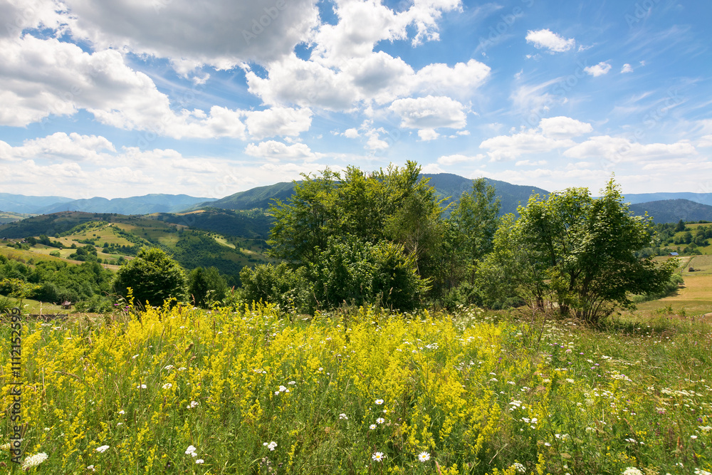 mountainous rural landscape in summer. blooming field. trees and herb meadow on the hill. sunny day with clouds on the sky. spectacular green environment