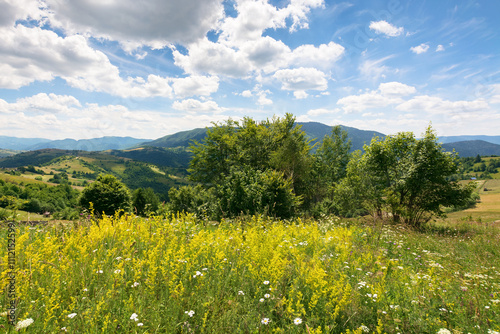 Obraz na płótnie mountainous rural landscape in summer. blooming field. trees and herb meadow on the hill. sunny day with clouds on the sky. spectacular green environment w salonie