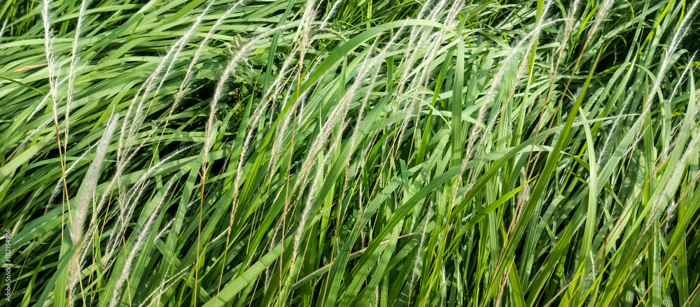 green grass background green grass background