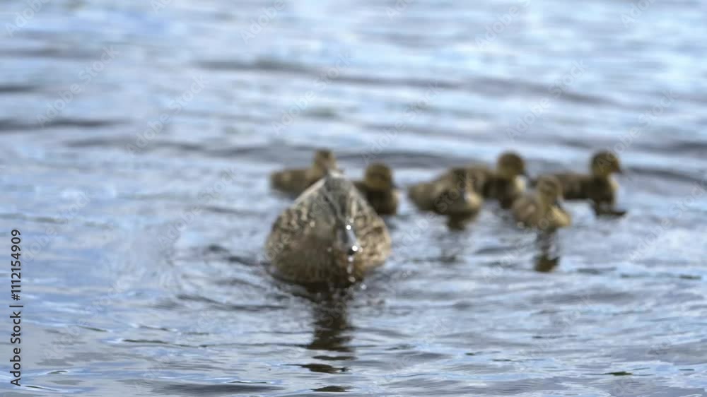 A duck with ducklings swimming in calm water. Hunting insects in the water. A duck with ducklings swimming in calm water. Hunting insects in the water.