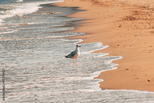 Young seagull bird at seaside shore in Vrasna, Greece photo