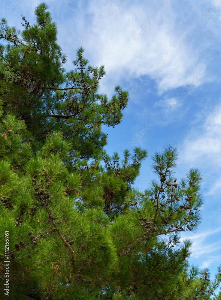 Obraz premium Pitsunda pine (Pinus brutia pityusa) species of Calabrian or Turkish Pine (Pinus brutia) on the embankment of Gelendzhik. Close-up of lush crown against blue sky