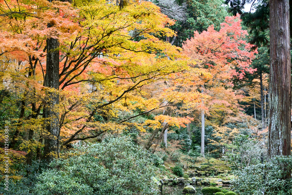 秋の京都 大原三千院 秋の京都 大原三千院