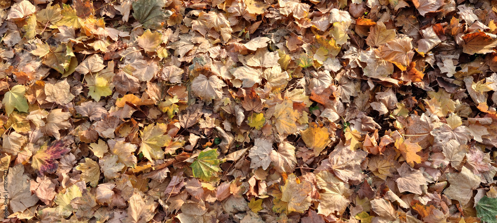 Ground covered with a layer of dry leaves in warm autumn tones Ground covered with a layer of dry leaves in warm autumn tones