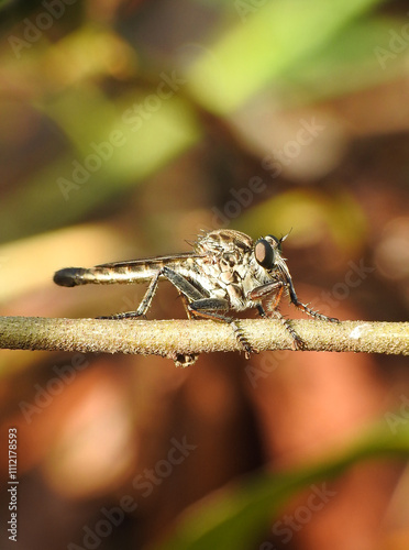 Close up of robberfly on a plant photo