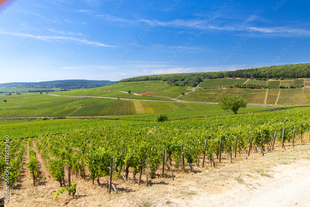 Typical vineyards near Aloxe-Corton, Cote de Nuits, Burgundy, France Typical vineyards near Aloxe-Corton, Cote de Nuits, Burgundy, France