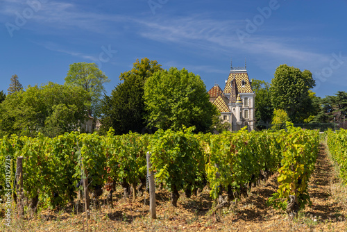 Typical vineyards near Aloxe-Corton, Cote de Nuits, Burgundy, France photo