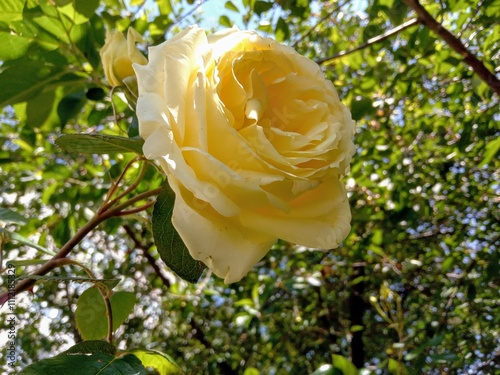 Rose flower in the morning garden. Light yellow cream color plant photo