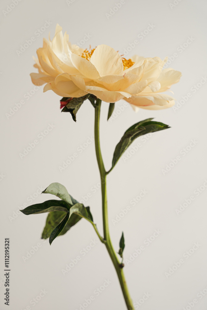 Yellow Peony Flower on Long Green Stem Against Neutral Background. Elegant Floral Display in Nature, Garden, and Botanical Themes Yellow Peony Flower on Long Green Stem Against Neutral Background. Elegant Floral Display in Nature, Garden, and Botanical Themes