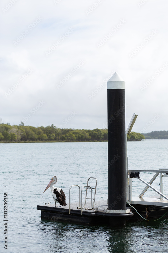 Pelican bird standing on pontoon in coastal Hastings river in Port Macquarie Pelican bird standing on pontoon in coastal Hastings river in Port Macquarie