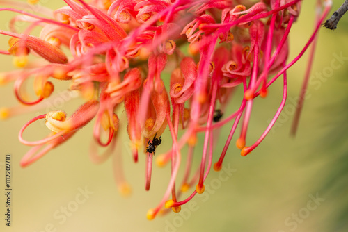 Tiny stingless native australian bee on grevillea flower photo