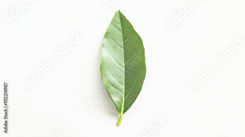 Bay leaf isolated on white background