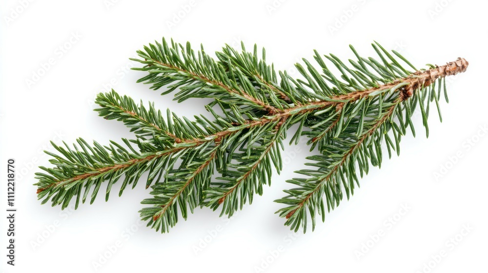 Christmas tree branch isolated on white background Christmas tree branch isolated on white background