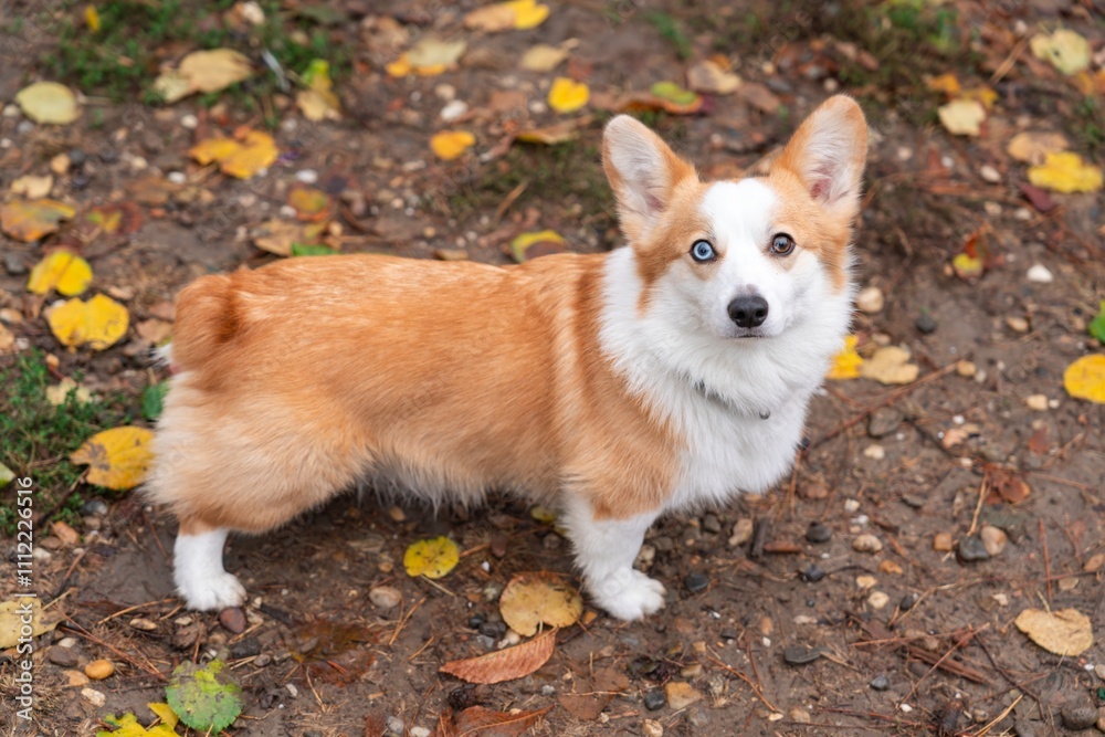 Corgi dog on an autumn background of earth with fallen leaves. Corgi dog on an autumn background of earth with fallen leaves.
