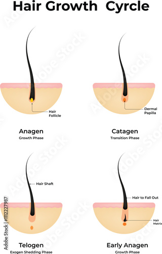 Hair Growth Cyrcle Vector Illustration